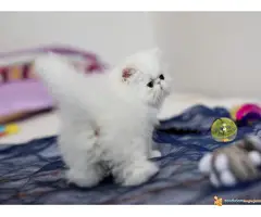 Rezervacija PERSIJSKIH I EGZOTA macica