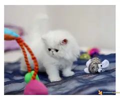 Rezervacija PERSIJSKIH I EGZOTA macica