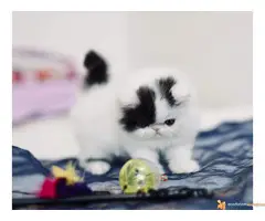 Rezervacija PERSIJSKIH I EGZOTA macica