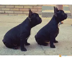 FRANCUSKI BULDOG - kvalitetni stenci - 2