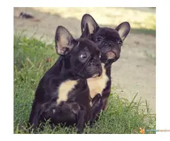 FRANCUSKI BULDOG - kvalitetni stenci - 3