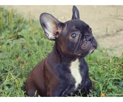 FRANCUSKI BULDOG - kvalitetni stenci - 4