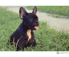 FRANCUSKI BULDOG - kvalitetni stenci - 5