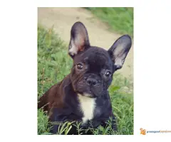 FRANCUSKI BULDOG - kvalitetni stenci - 6