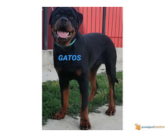 ROTVAJLERI od 7 meseci - dostupni 4