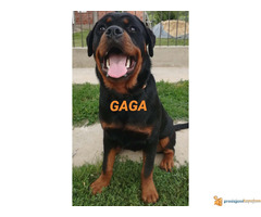 ROTVAJLERI od 7 meseci - dostupni 4