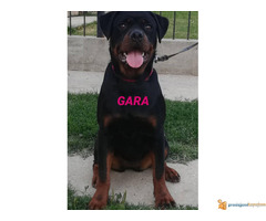 ROTVAJLERI od 7 meseci - dostupni 4