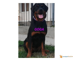 ROTVAJLERI od 7 meseci - dostupni 4