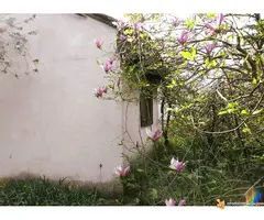 Prodajem plac pod vocnjakom sa dve kuce u Bg. - 7