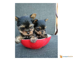 JORKSIR terijer stenci