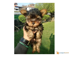 JORKSIR terijer stenci