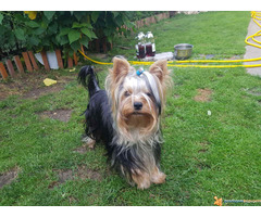 JORKSIRSKI TERIJER - muzjak za parenje