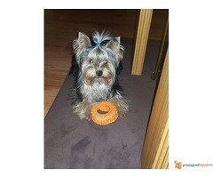 JORKSIRSKI TERIJER - muzjak za parenje