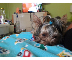 JORKSIRSKI TERIJER - muzjak za parenje