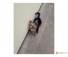 JORKSIRSKI TERIJER - muzjak za parenje