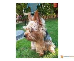 Na prodaju stenci JORKSIRSKOG TERIJERA - 2