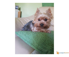 Na prodaju stenci JORKSIRSKOG TERIJERA