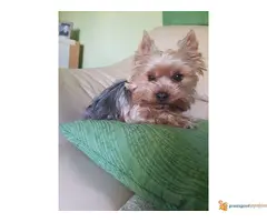 Na prodaju stenci JORKSIRSKOG TERIJERA - 3