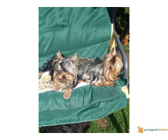 Na prodaju stenci JORKSIRSKOG TERIJERA