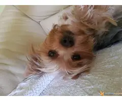 Na prodaju stenci JORKSIRSKOG TERIJERA - 5