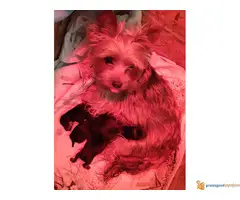 Na prodaju stenci JORKSIRSKOG TERIJERA - 6