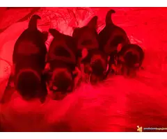 Na prodaju stenci JORKSIRSKOG TERIJERA - 7