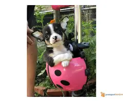 Mikro CIVAVA na prodaju