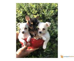 Mikro CIVAVA na prodaju