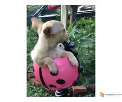 Mikro CIVAVA na prodaju