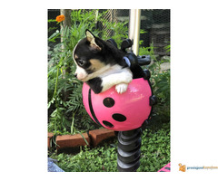 Mikro CIVAVA na prodaju