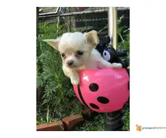 Mikro CIVAVA na prodaju - 6