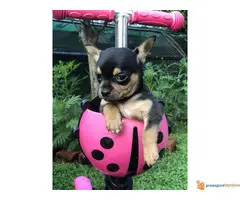 Mikro CIVAVA na prodaju - 7