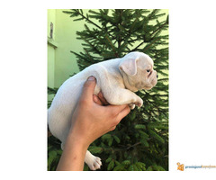 Prodajem zenku FRANCUSKOG BULDOGA