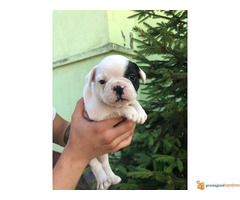 Prodajem zenku FRANCUSKOG BULDOGA