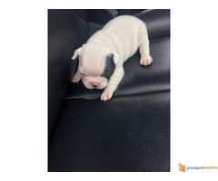 Prodajem zenku FRANCUSKOG BULDOGA