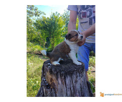 BORDER COLLI stenci iz dva legla