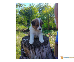 BORDER COLLI stenci iz dva legla