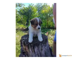 BORDER COLLI stenci iz dva legla