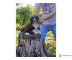 BORDER COLLI stenci iz dva legla