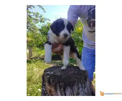 BORDER COLLI stenci iz dva legla