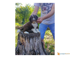 BORDER COLLI stenci iz dva legla