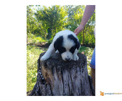 BORDER COLLI stenci iz dva legla