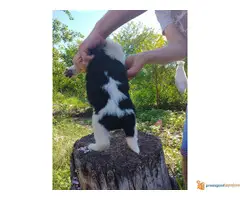 BORDER COLLI stenci iz dva legla - 6