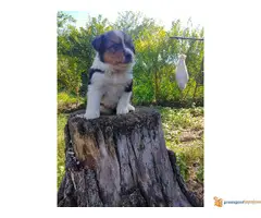 BORDER COLLI stenci iz dva legla - 7