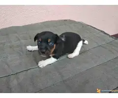 DZEK RASEL TERIJER - tri prelepa muzjaka