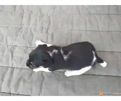 DZEK RASEL TERIJER - tri prelepa muzjaka