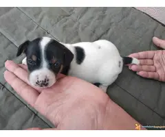 DZEK RASEL TERIJER - tri prelepa muzjaka