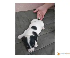 DZEK RASEL TERIJER - tri prelepa muzjaka - 6