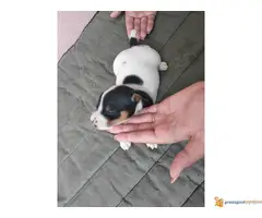 DZEK RASEL TERIJER - tri prelepa muzjaka - 7