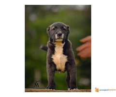 SREDNJEAZIJSKI OVCAR stenci odlicnog kvaliteta